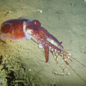 Shrimp Stuffed Stubby