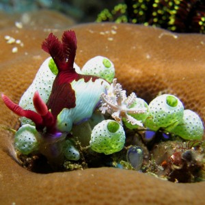 Nudibranch_Philippines