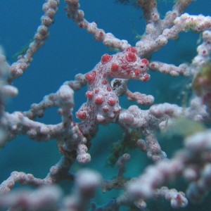 Pygmy seahorse 1/2"