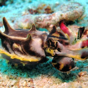 Flamboyant_cuttlefish