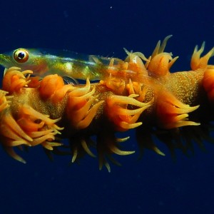 Wire_coral_Goby