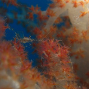 Glass shrimp on Soft coral