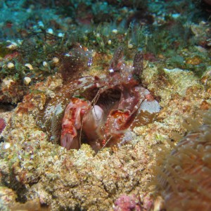 Mantis shrimp