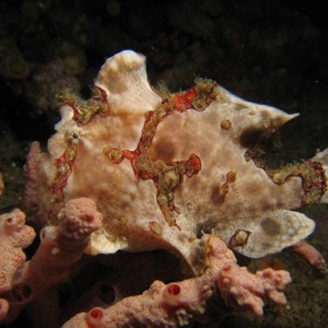 Painted Frogfish