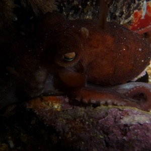 Octopus maorum (Maori Octopus)