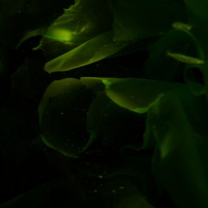 Ulva australis (Sea lettuce)
