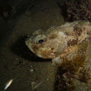 Maxillicosta scabriceps (Little scorpion fish)