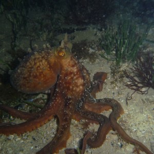 Octopus maorum (Maori Octopus)