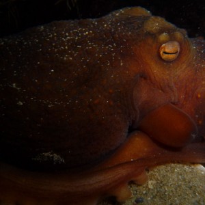 Octopus maorum (Maori Octopus)