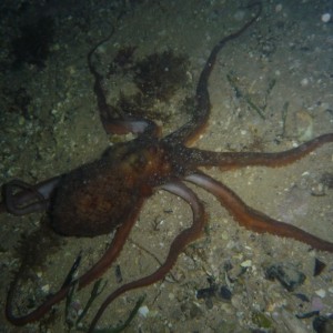 Octopus maorum (Maori Octopus)