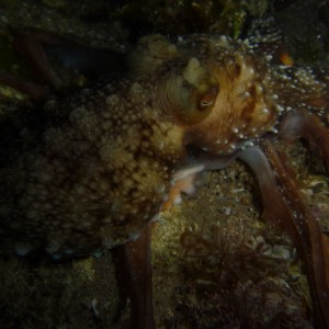 Octopus maorum (Maori Octopus)