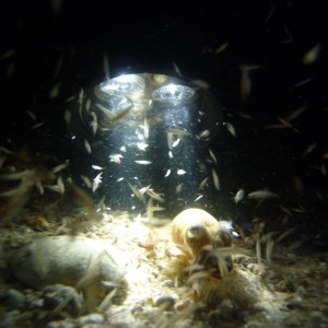 Euprymna tasmanica (Southern Dumpling Squid)