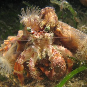 Anemone_crab