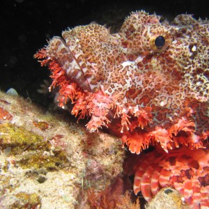 Scorpionfish