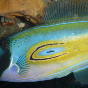 Meuschenia hippocrepis (Horseshoe leatherjacket)