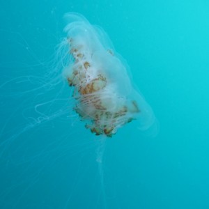 Cyanea capillata (Lion's mane jellyfish)