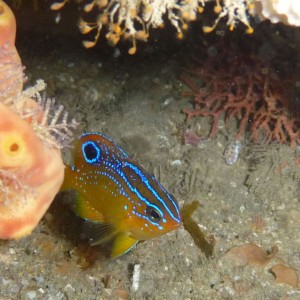 Nemadactylus valenciennesi (juvenile) Blue Morwong