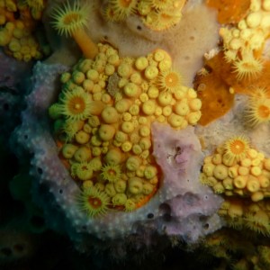 Parazoanthus sp. (Yellow zoanthid)