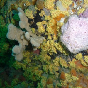 (Parazoanthus sp) Zoanthids at Boarfish Reef