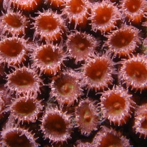 Coral in Bonaire