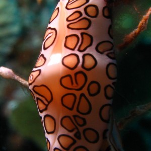 Cowrie in Bonaire