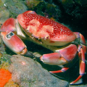 Crab in Bonaire