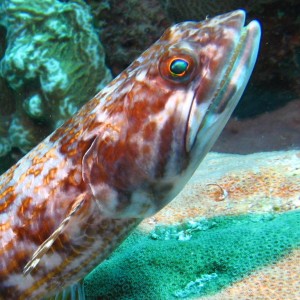 Bonaire Fish Picture