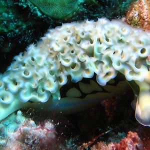 Nudi in Bonaire