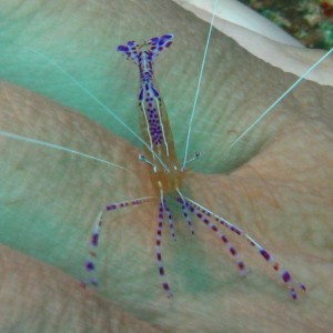 Cleaner Shrimp in Bonaire