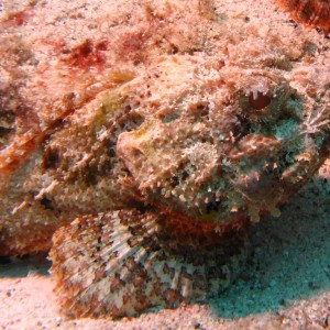 Stonefish in Bonaire