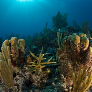 Staghorn Coral