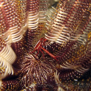 feather star squatlobster