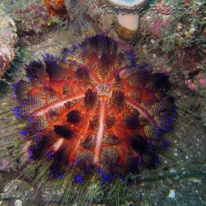 fire urchin