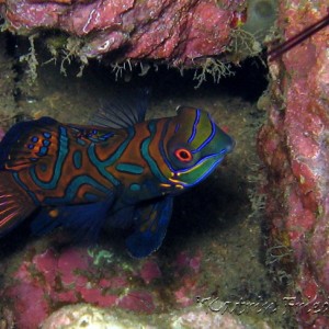 Mandarinfish