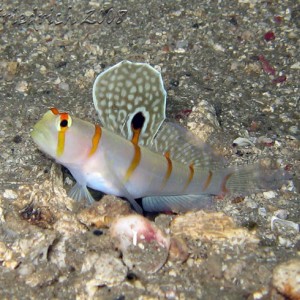 Randall's goby