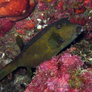 spotted boxfish