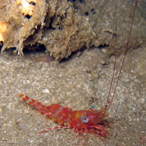 striped hinge-beak shrimp