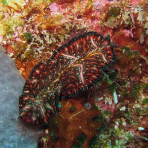 Bedford's flatworm