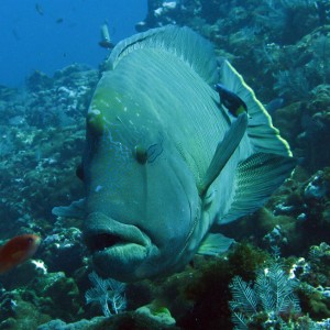 Napoleon wrasse