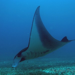 Manta ray