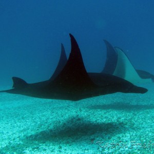 Manta rays