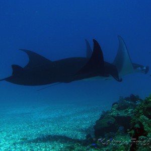 Manta rays