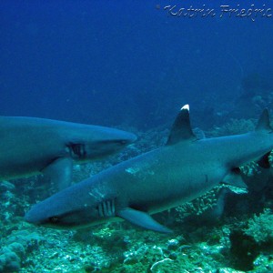 whitetip reefsharks