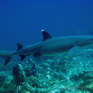 whitetip reefshark