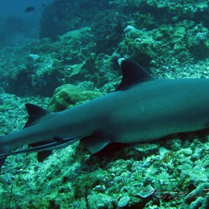 whitetip reefshark