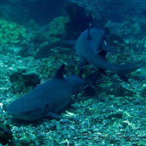 whitetip reefsharks