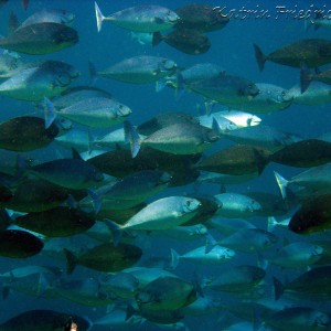 schooling surgeonfish