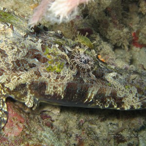 crocodile flathead