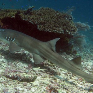 nurse shark