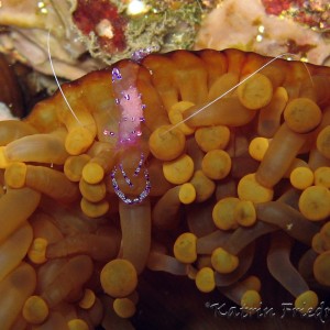 pregnant anemone shrimp